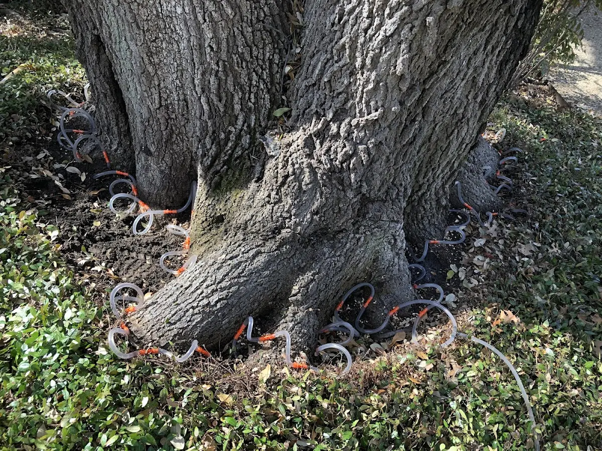 Detailed Tree Cabling and Bracing job site in Lovingston