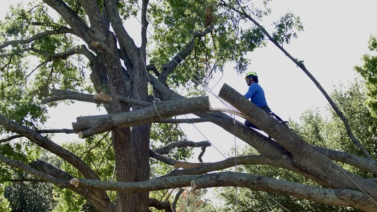 Professional Crown Thinning performed by certified arborists in Lovingston